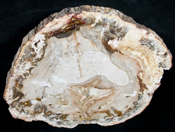 Beautiful Araucaria Petrified Wood Slice - #9575